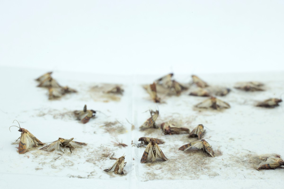 Comment se débarrasser des mites alimentaires de manière naturelle et  efficace